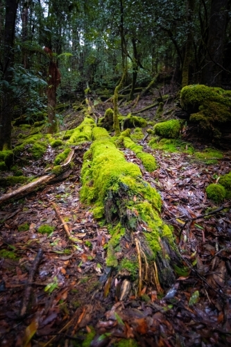 Moss on tree during a wet rainy afternoon in a rainforest - Australian Stock Image