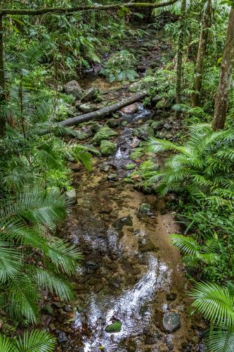 Dense tropical rainforest in the Daintree with lush vegetation, tall trees, and layered foliage. - Australian Stock Image