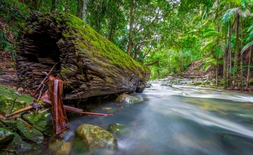 Mossy log in stream - Australian Stock Image