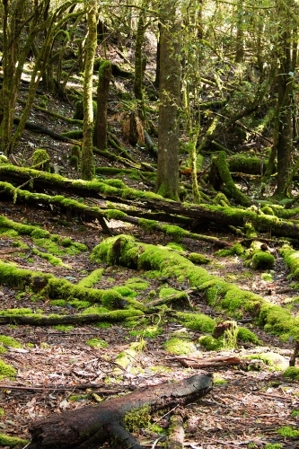 mossy logs on forest floor - Australian Stock Image