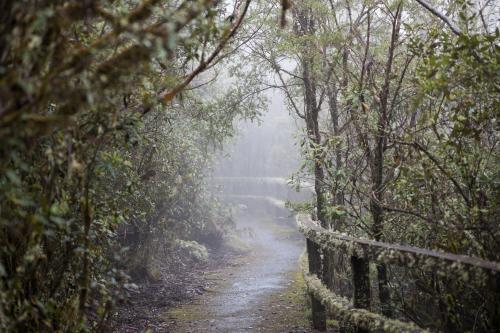 mossy path through misty rainforest