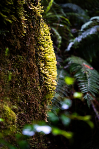 Mossy tree detail in woodland on Montezuma Falls Track, Tasmania, Australia - Australian Stock Image