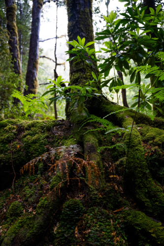 Mossy tree in the rainforest in Tasmania - Australian Stock Image