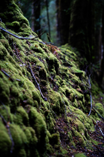 Mossy tree roots on the Montezuma Falls trail - Australian Stock Image