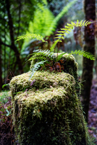 Mossy tree stump on Montezuma Falls trail - Australian Stock Image