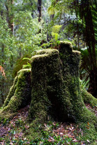 Mossy tree trunk in Tasmania - Australian Stock Image