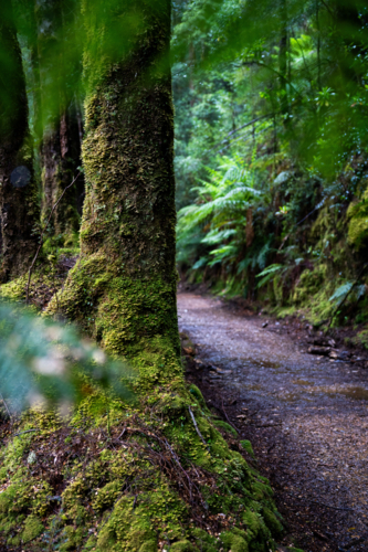 Mossy trees on the Montezuma Falls track - Australian Stock Image
