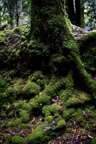 Mossy trees on the Montezuma Falls trail - Australian Stock Image
