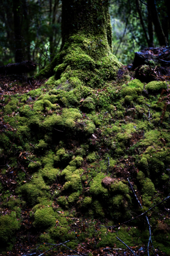 Mossy trees on the Montezuma Falls trail - Australian Stock Image