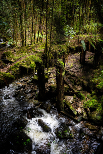 Mossy trees on the way to Montezuma Falls - Australian Stock Image