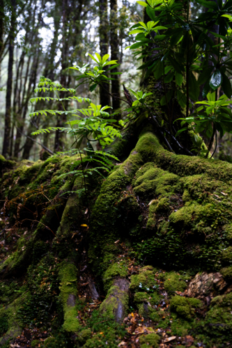Mossy trees on the way to Montezuma Falls - Australian Stock Image