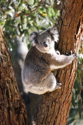 Mother and baby koala climbing Australian eucalyptus tree