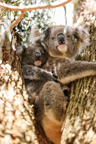 Mother and baby koala sitting together in Australian eucalyptus tree - Australian Stock Image