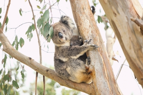 Mother and baby koala sitting together in Australian eucalyptus tree - Australian Stock Image