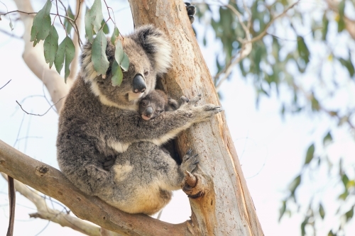 Mother and baby koala sitting together in Australian eucalyptus tree - Australian Stock Image