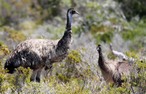 Mother emu and her chicks - Australian Stock Image