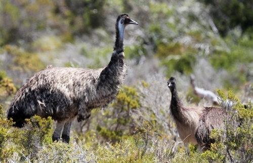 Mother emu and her chicks