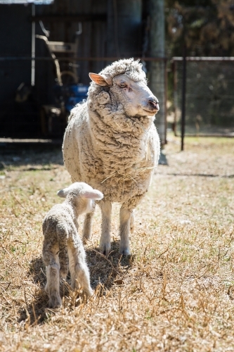 Mother ewe sheep standing in yards on farm in drought with newborn lamb - Australian Stock Image