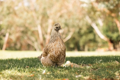 Mother hen protecting yellow baby duckling, mismatched family on farm - Australian Stock Image