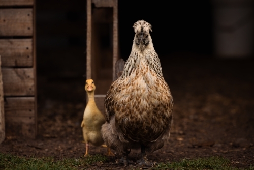 Mother hen protecting yellow baby duckling on farm - Australian Stock Image