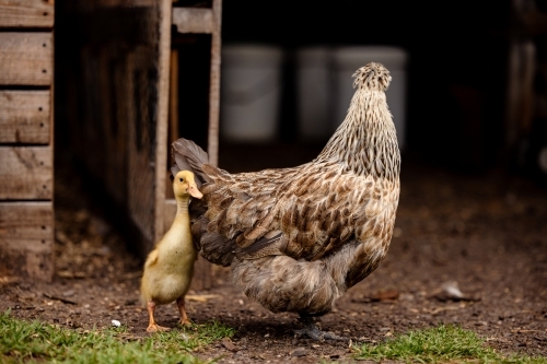 Mother hen protecting yellow baby duckling on farm - Australian Stock Image