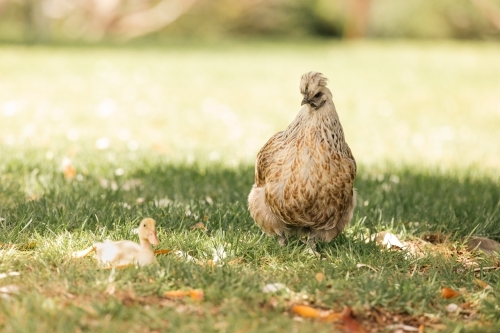 Mother hen protecting yellow baby duckling on farm - Australian Stock Image