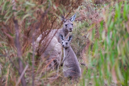 Mother kangaroo and joey peeping through bushland