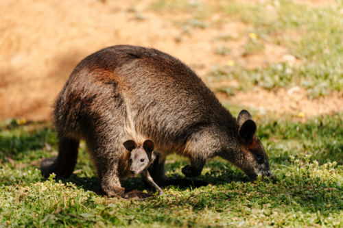 Mother Wallaby looking for food on the ground while young Joey rests in the pouch. - Australian Stock Image