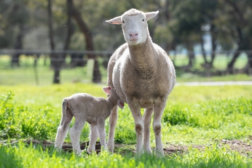 Mother with her lamb suckling on a green pastured farm. - Australian Stock Image