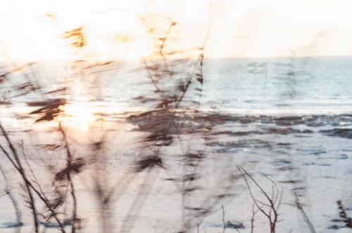 motion blur views of grasses on the beach at sunset - Australian Stock Image