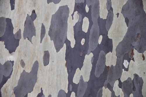 Mottled natural pattern of Eucalyptus tree - Australian Stock Image