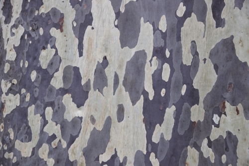 Mottled natural pattern of Eucalyptus tree - Australian Stock Image