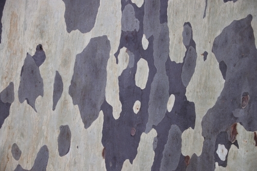 Mottled natural pattern of Eucalyptus tree - Australian Stock Image