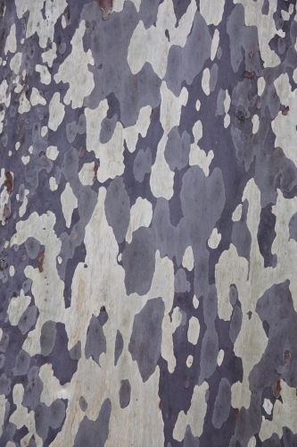 Mottled natural pattern of Eucalyptus tree - Australian Stock Image
