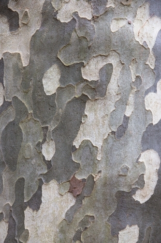 Mottled pattern of bark on a plane tree
