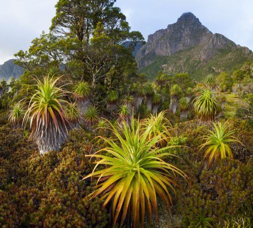 Mount Anne from Pandani Shelf - Australian Stock Image