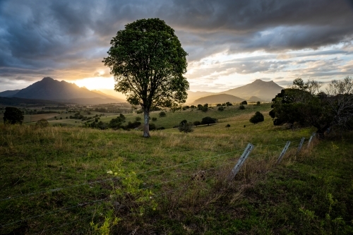 Mount Barney and tree at Sunset - Australian Stock Image