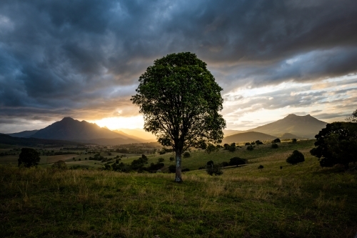 Mount Barney and tree at Sunset - Australian Stock Image