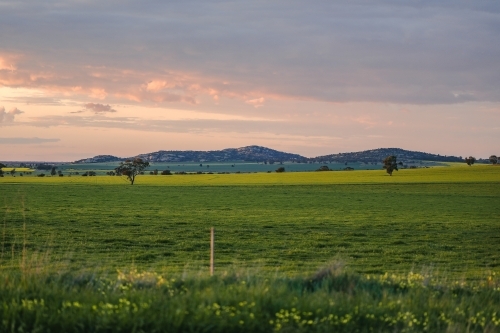 Mount Hope in Central Victoria, Australia at sunset with canola fields in foreground - Australian Stock Image