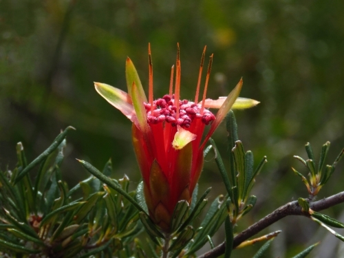 Mountain Devil flower and foliage (Lambertia formosa) on green - Australian Stock Image