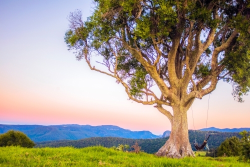Mountain ranges with tree and swing hanging at the end of the day. - Australian Stock Image