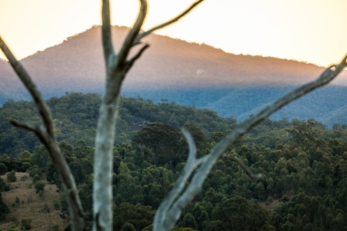 Mountain seen through tree branches at sunset - Australian Stock Image
