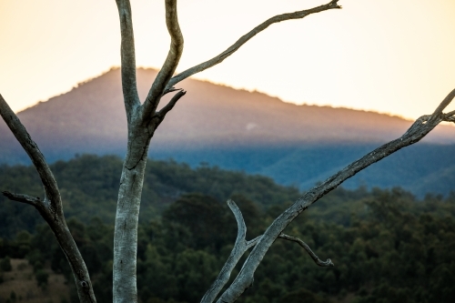 Mountain seen through tree branches at sunset - Australian Stock Image