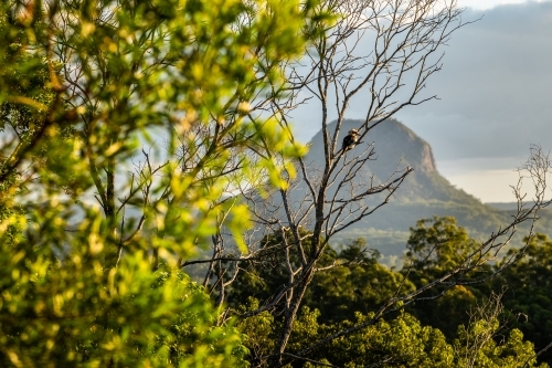Mountain through foliage at Glass House Mountains with kookaburra in tree - Australian Stock Image