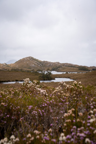 Mountains around Trial Harbour - Australian Stock Image