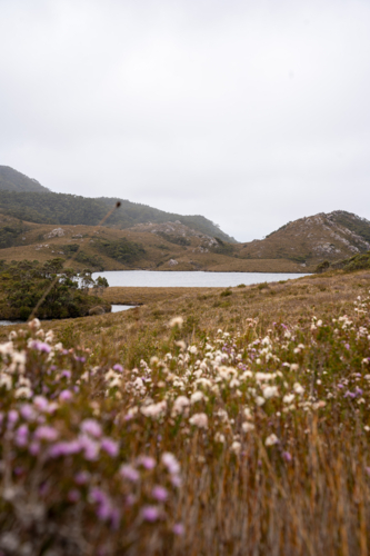 Mountains around Trial Harbour - Australian Stock Image