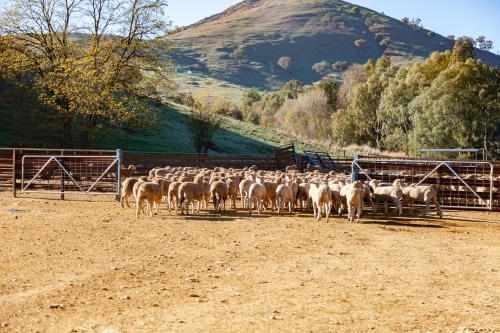 Moving flock of sheep to new yard on farm - Australian Stock Image