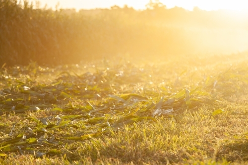 Mown forage crop plant in windrows - Australian Stock Image