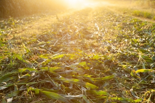Mown forage crop plant in windrows - Australian Stock Image