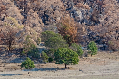 Mt Beckworth after fire burnt trees leaving patch of green - Australian Stock Image
